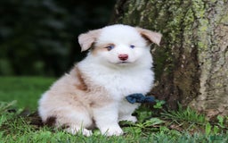 Miniature Australian Shepherd dogs for sale: Frisky - Image 5