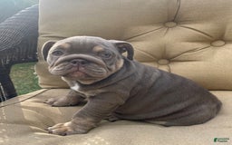 English Bulldog dogs for sale: Penny - Image 4