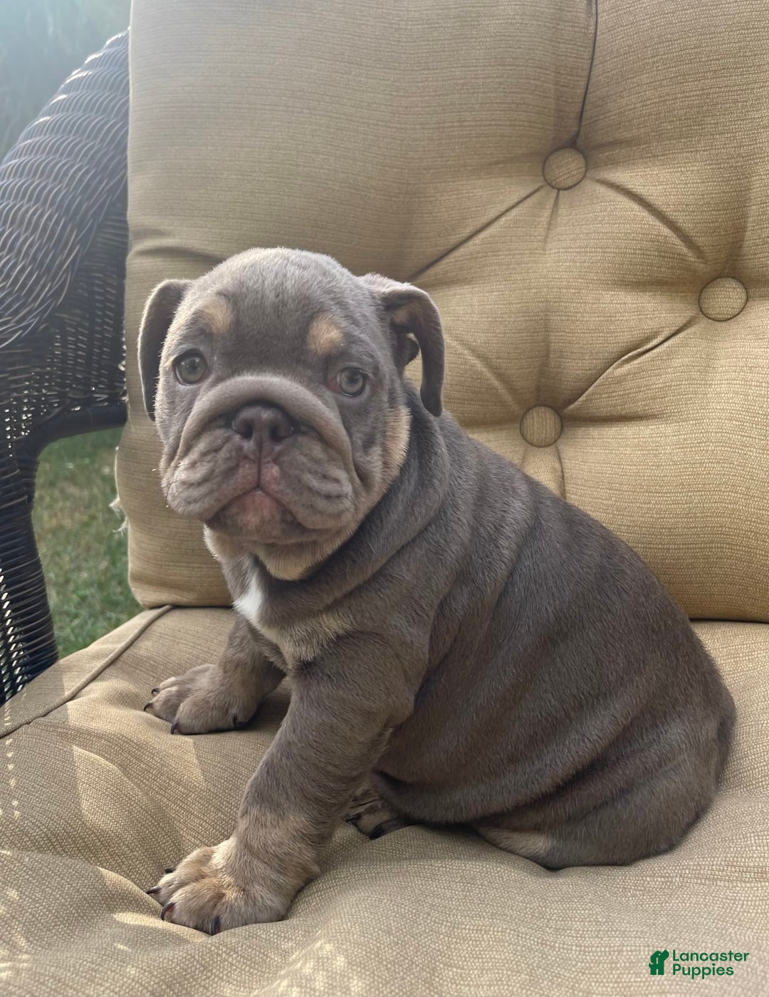 English Bulldog dogs for sale: Penny - Image 4