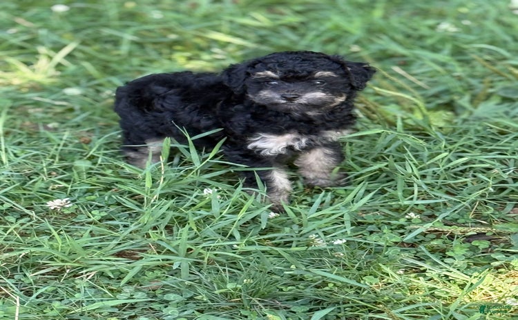 Toy Poodle dogs for sale - Ad 4