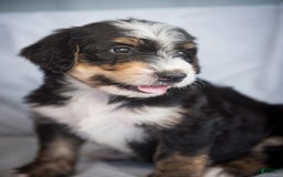 Bernedoodle dogs for sale: Jordan - Image 16