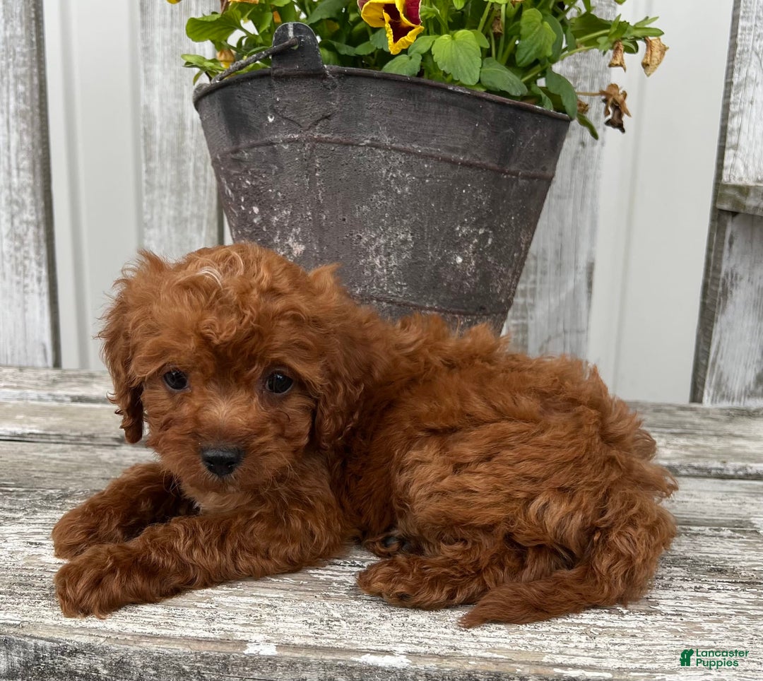 Cavapoo dogs for sale: Cora - Image 2