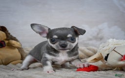 Chihuahua dogs for sale: Samuel - Image 8
