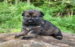 German Shepherd dogs for sale: Kora - Image 16