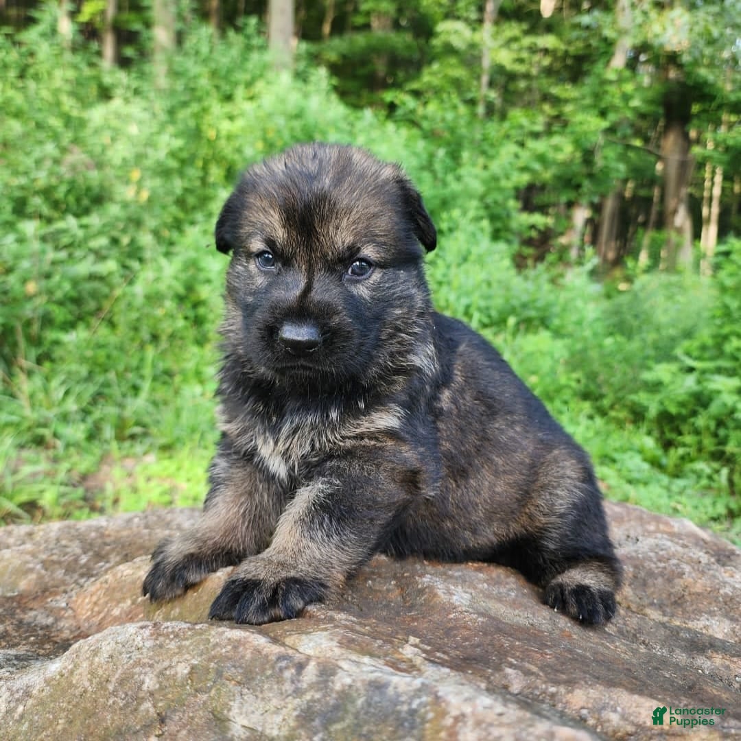 German Shepherd dogs for sale: Kora - Image 16