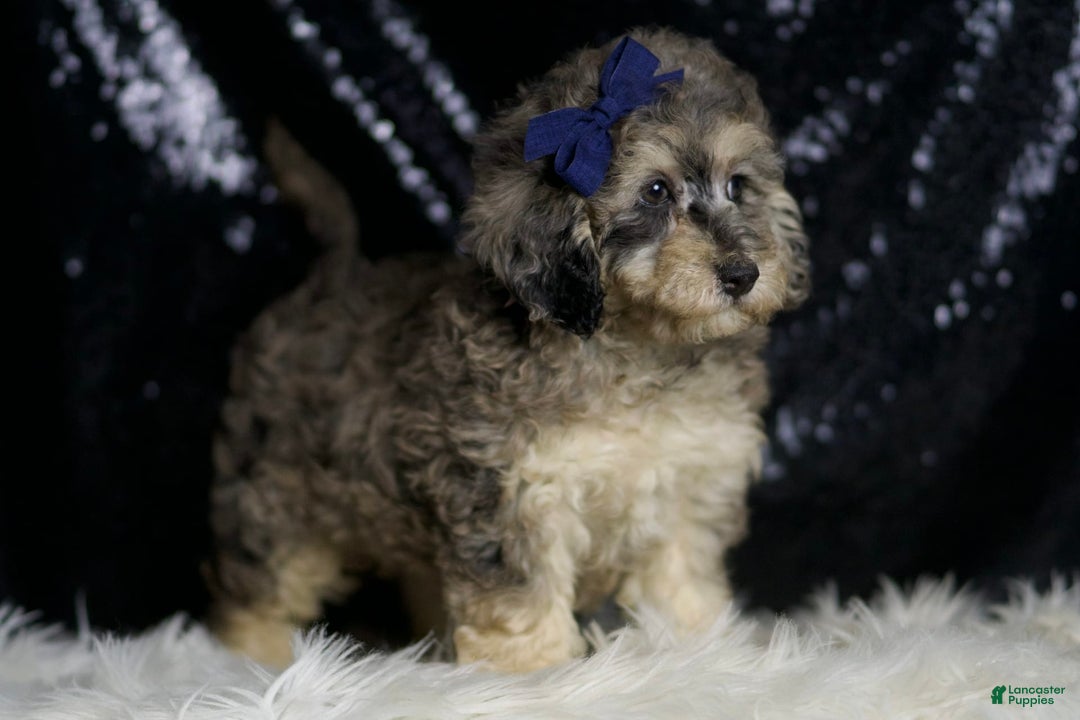Miniature Poodle dogs for sale: Mikasa - Image 8