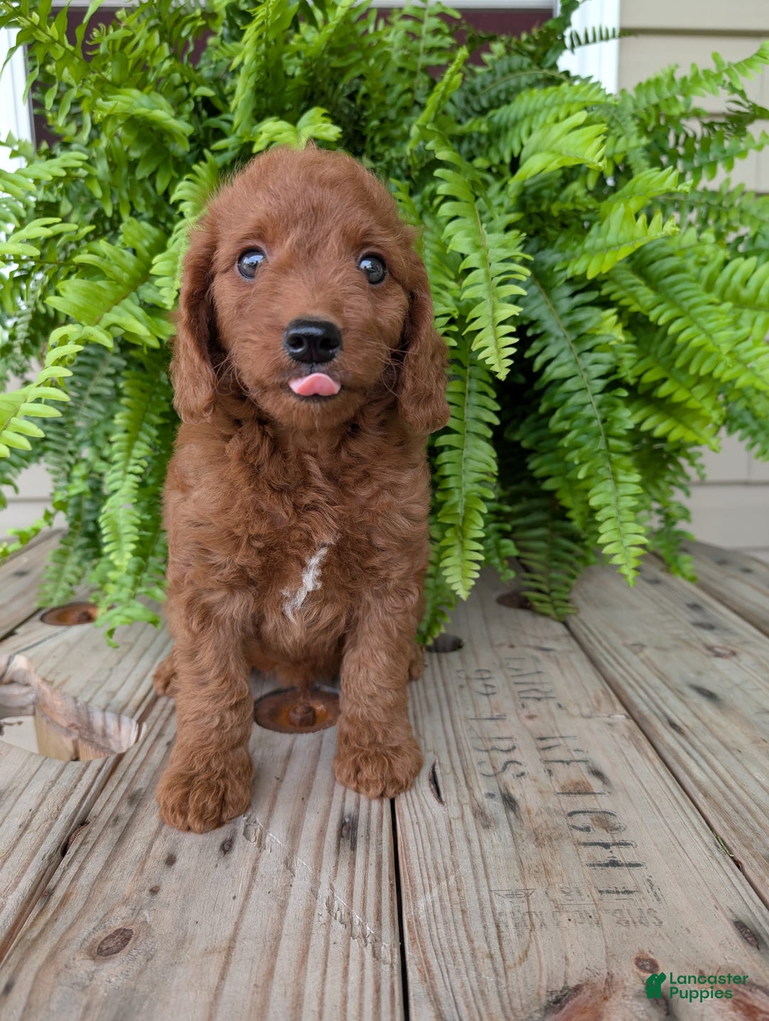 Mini Goldendoodle dogs for sale: Mini -coner - Image 29