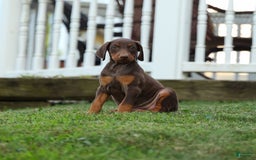 Doberman Pinscher dogs for sale: DIAMOND - Image 13