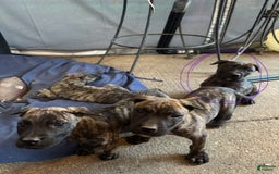 Presa Canario dogs for sale: Merlot - Image 1