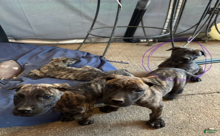 Presa Canario dogs for sale - Ad 2