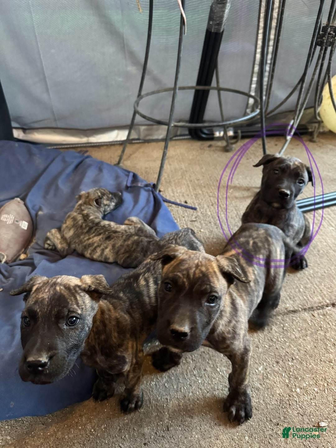 Presa Canario dogs for sale: Merlot - Image 1
