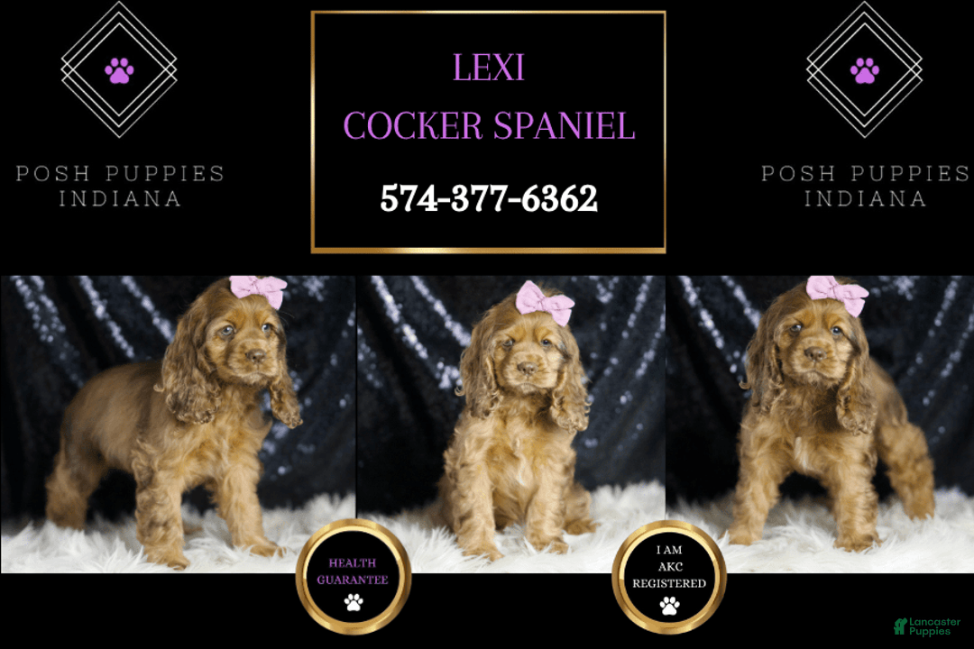Cocker Spaniel dogs for sale: Lexi - Image 6