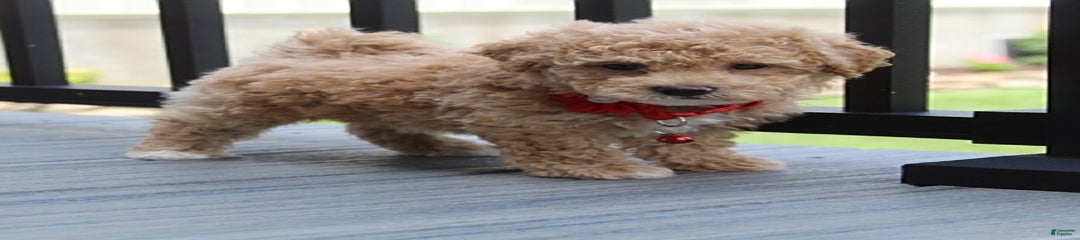 Archie