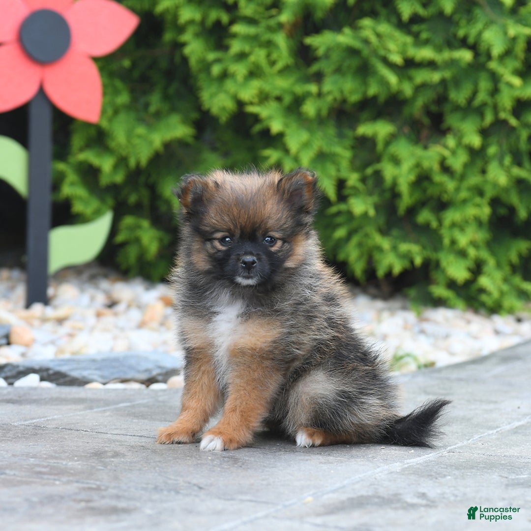Pomeranian dogs for sale: Pomeranian 5 puppies - Image 4