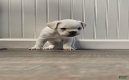 French Bulldog dogs for sale: Bear - Image 2