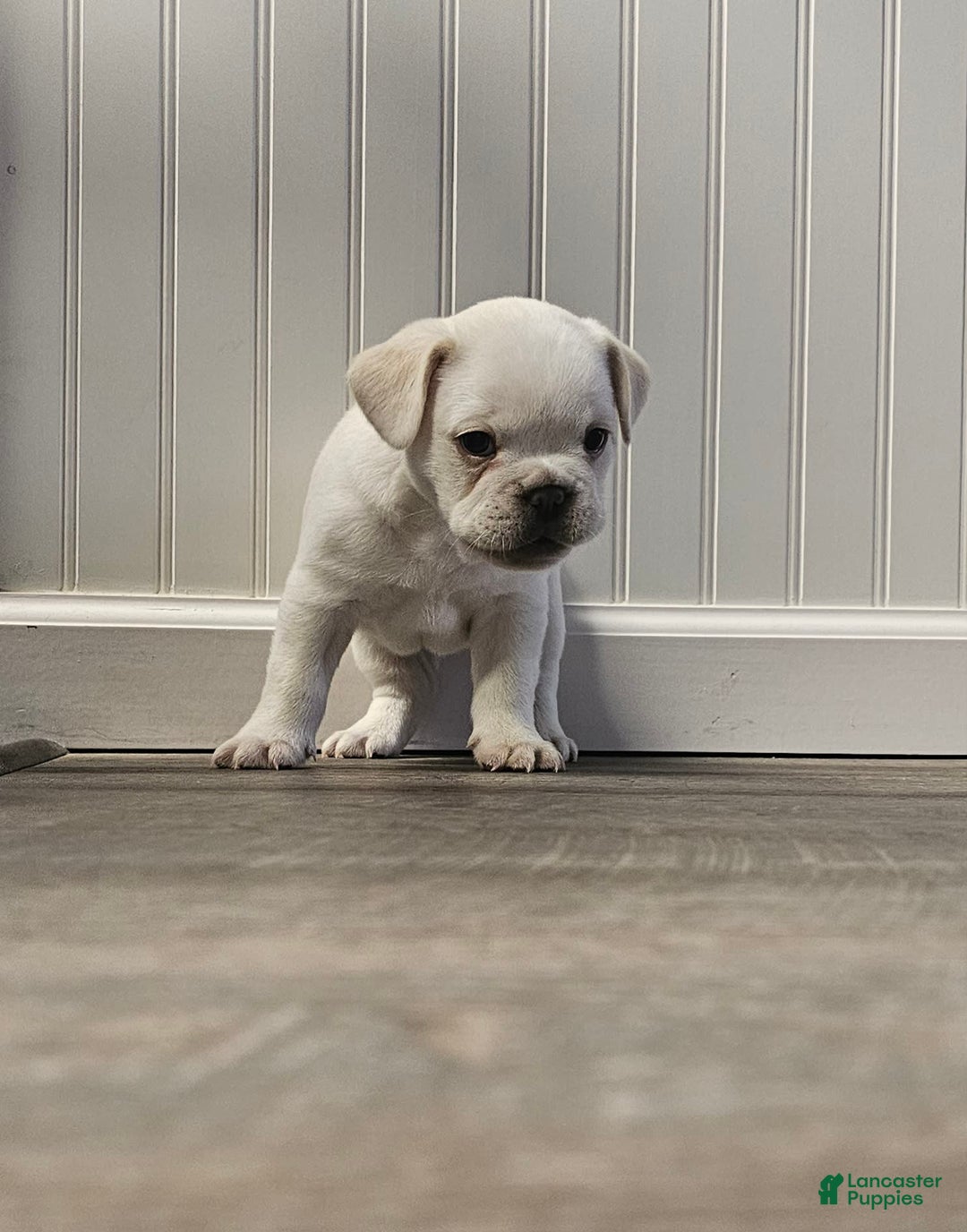 French Bulldog dogs for sale: Bear - Image 2