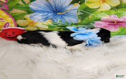 English Springer Spaniel dogs for sale: Chip - Image 4