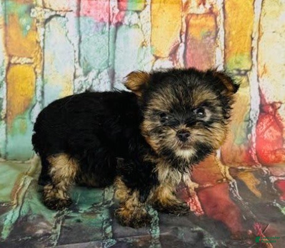 Yorkshire Terrier dogs for sale: Jewels - Image 1