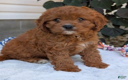 Cavapoo dogs for sale: Remi - Image 18