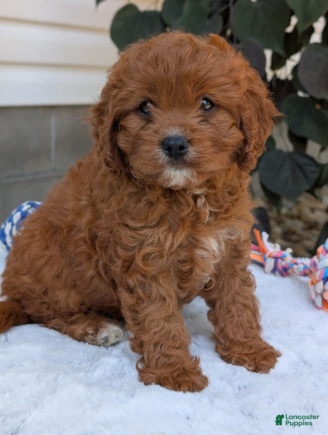 Cavapoo dogs for sale: Remi - Image 18