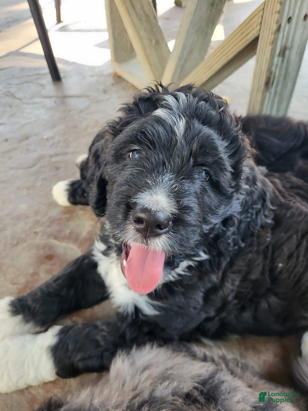 Bernedoodle dogs for sale: Duke - Image 4