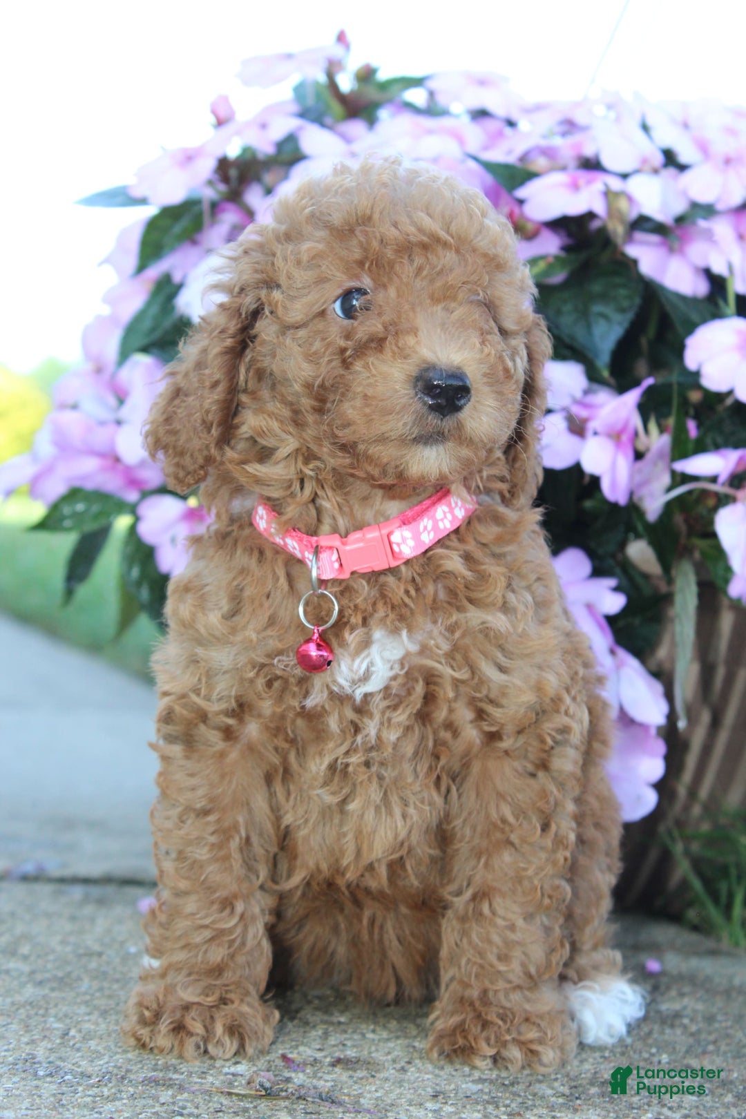 Miniature Poodle dogs for sale: Jewels - Image 1