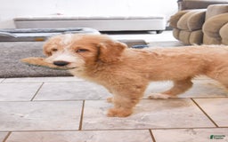 Goldendoodle dogs for sale: Archie - Image 7