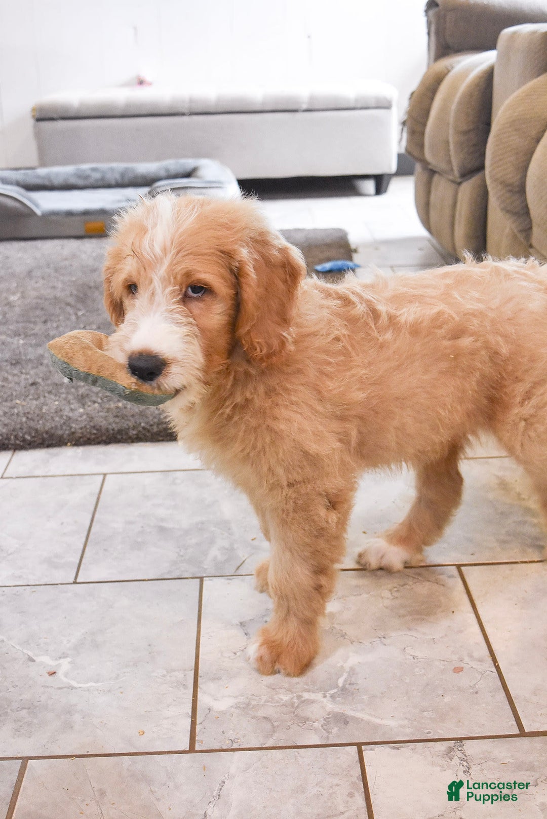 Goldendoodle dogs for sale: Archie - Image 7