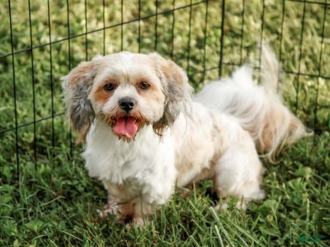 Lhasa Apso dogs for sale: Trixie - Image 9