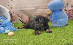 Catahoula Leopard Dog dogs for sale: Juliet 2025 M8 Catahoula Puppy - Image 6