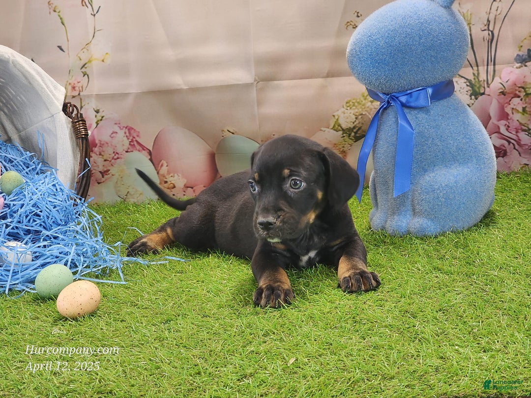 Catahoula Leopard Dog dogs for sale: Juliet 2025 M8 Catahoula Puppy - Image 6