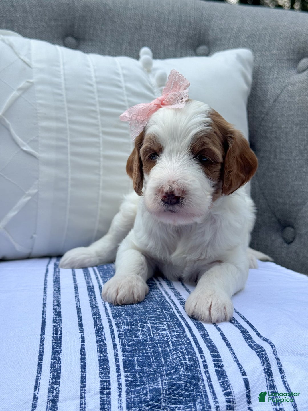 Goldendoodle dogs for sale: Alice - Image 5