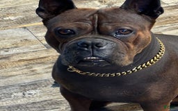 Shar Pei dogs for sale: Chongqin - Image 8