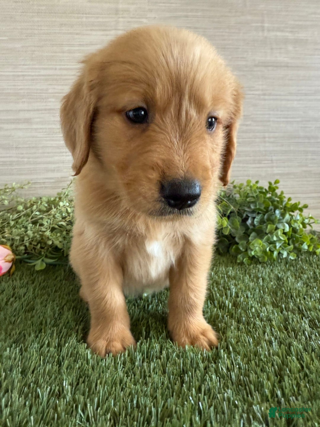 Golden Retriever dogs for sale: Luke - Image 7