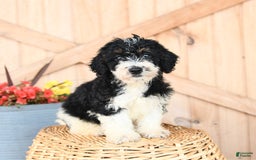 Mini Bernedoodle dogs for sale: Bella - Image 3