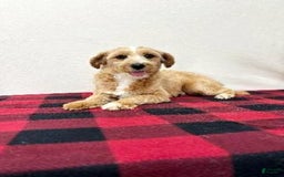 Maltipoo dogs for sale: Polly - Image 19