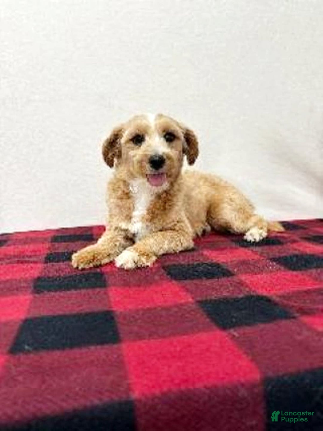 Maltipoo dogs for sale: Polly - Image 19