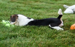 Beagle dogs for sale: Kit Kat - Image 13