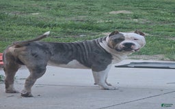 American Bully dogs for sale: Valor - Image 4