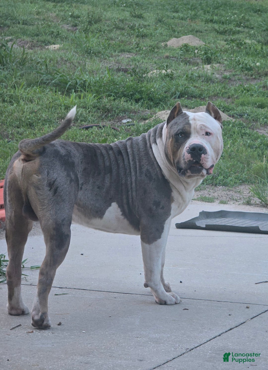 American Bully dogs for sale: Valor - Image 4
