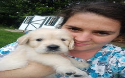 Golden Retriever dogs for sale: Peter - Image 18