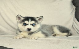 Siberian Husky dogs for sale: Jemma - Image 1