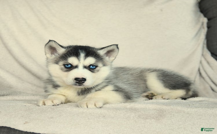 Siberian Husky dogs for sale - Ad 1