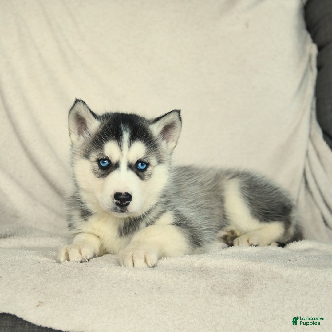 Siberian Husky dogs for sale: Jemma - Image 1