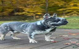 French Bulldog dogs for sale: Kodak - Image 6