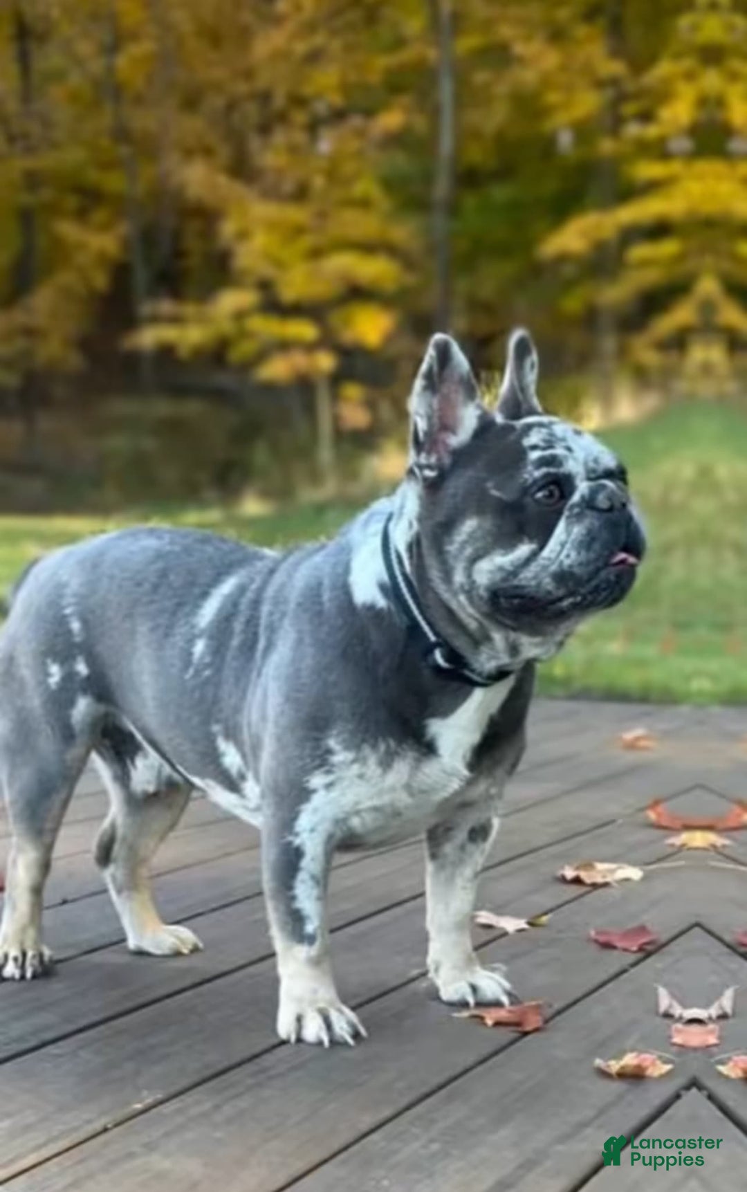 French Bulldog dogs for sale: Kodak - Image 6