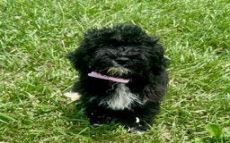 Aussiedoodle dogs for sale: Chip - Image 1