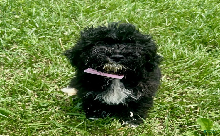 Aussiedoodle dogs - Advert 27