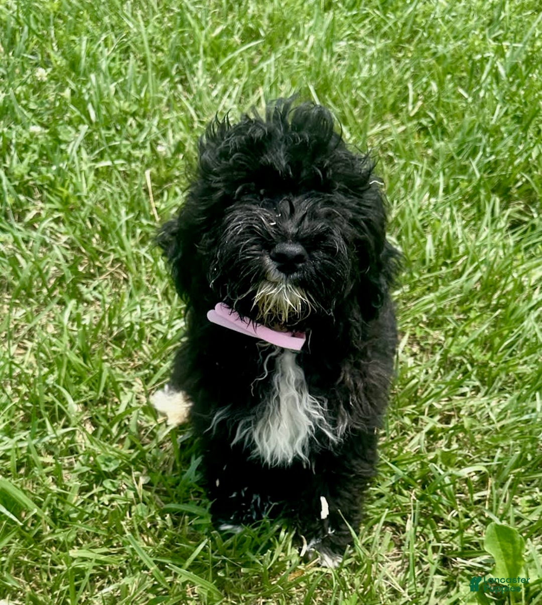 Aussiedoodle dogs for sale: Chip - Image 1
