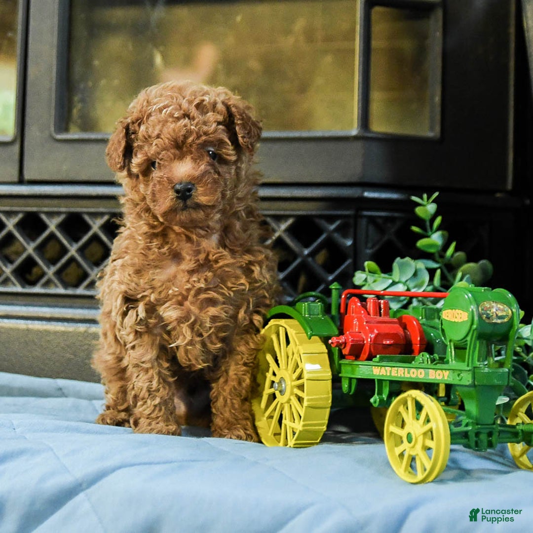 Cavapoo dogs for sale: Teddy - Image 2